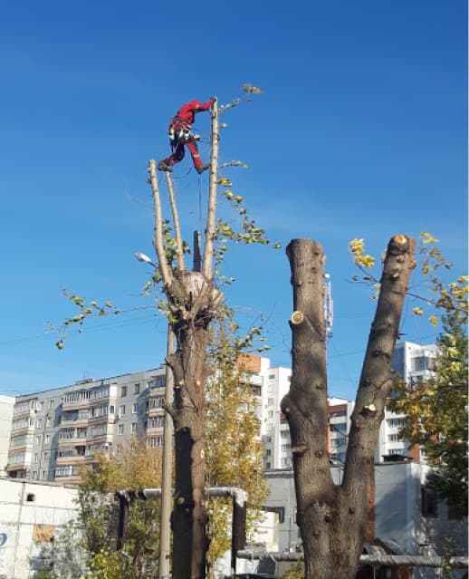 арборист спиливает дерево